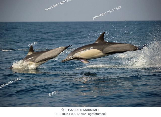 Long-beaked Common Dolphin Delphinus capensis two adults, porpoising, jumping from sea, offshore Port St Johns, Wild Coast, Eastern Cape Transkei, South Africa