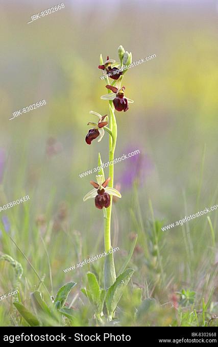 Early spider orchid (Ophrys sphegodes), single-stemmed with open flowers, Lake Neusiedl, Burgenland, Austria, Europe