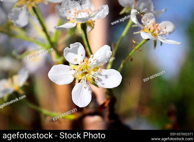 Closeup of open pear blossoms in spring