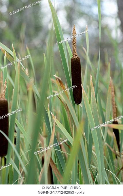 Closeup of cattail grass, Lake Audy Campground, Riding Mountain National Park, Manitoba, Canada