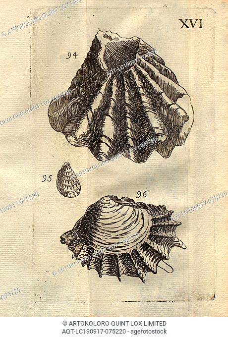 Various types of oysters, Imbricate, Classe II, Pl. XVI, Fig. 94: Grande Huitre à raies profondes, appellée Imbricate, fig