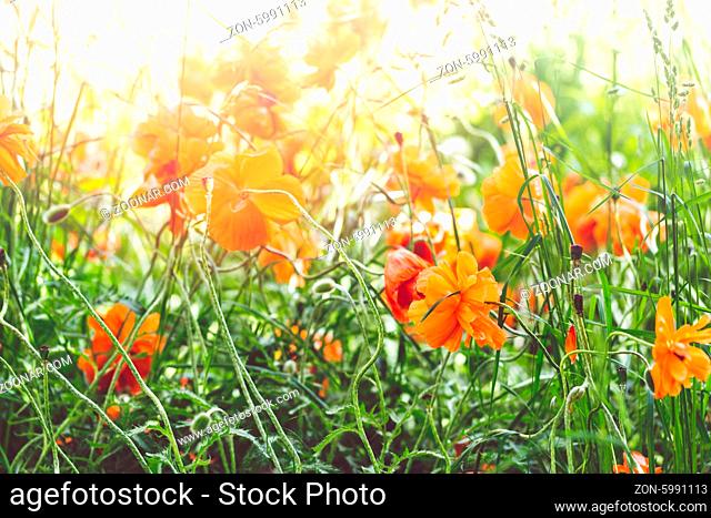 Field of blooming red poppies in early summer