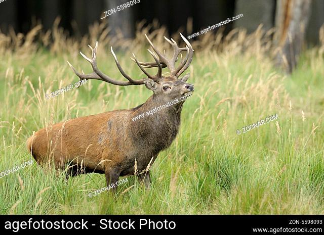 Rothirsch, Cervus elaphus, Deutschland, Red deer, Cervus elaphus, Germany