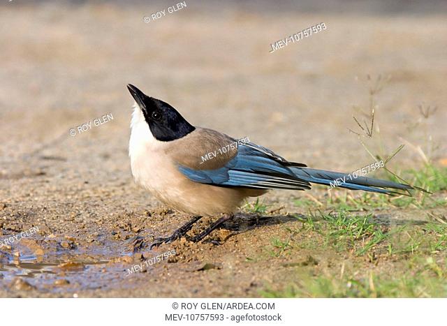 Azure-winged Magpie - Adult drinking from puddle of water (Cyanopica cyanus)