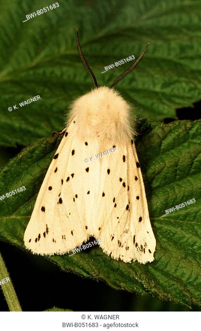 White ermine moth (Spilosoma lubricipeda, Spilosoma menthastri), sitting on a leaf, Germany