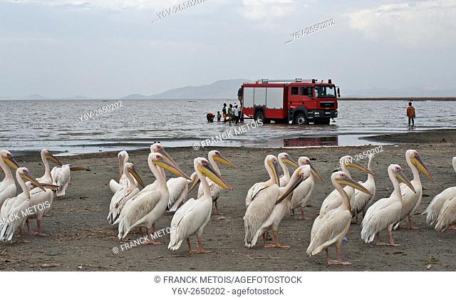 Pelicans + fire truck in the background. Lake Ziway ( Oromiya state, Ethiopia)
