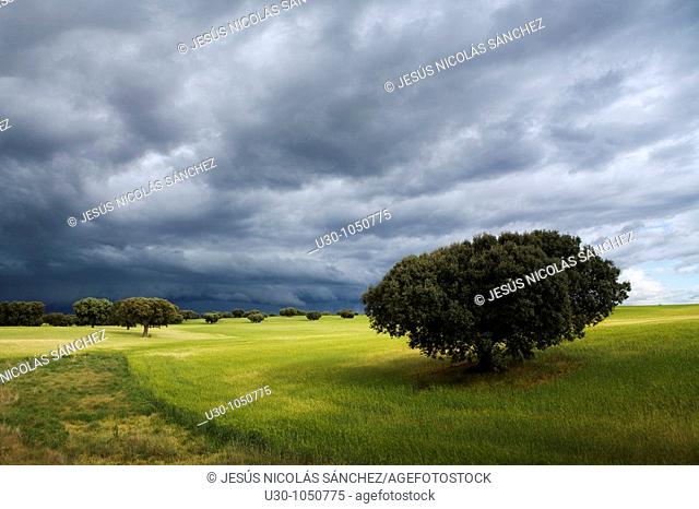 Landscape with stormy sky of cereal fields with oaks, in Parada de Arriba  Salamanca  Castilla y León  Spain