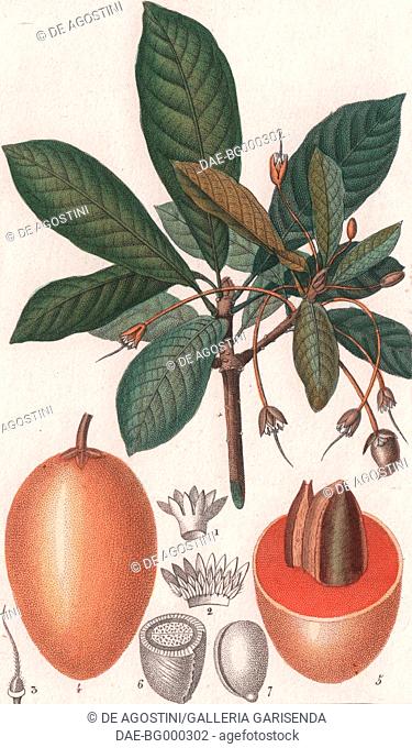 Bastia longifolia and Sapodilla (Achras mammosa), colour copper engraving, retouched in watercolour, 9x15 cm, from Dizionario delle scienze naturali compilato...