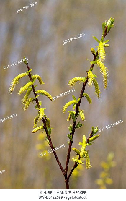 White willow (Salix alba), blooming branch, Germany