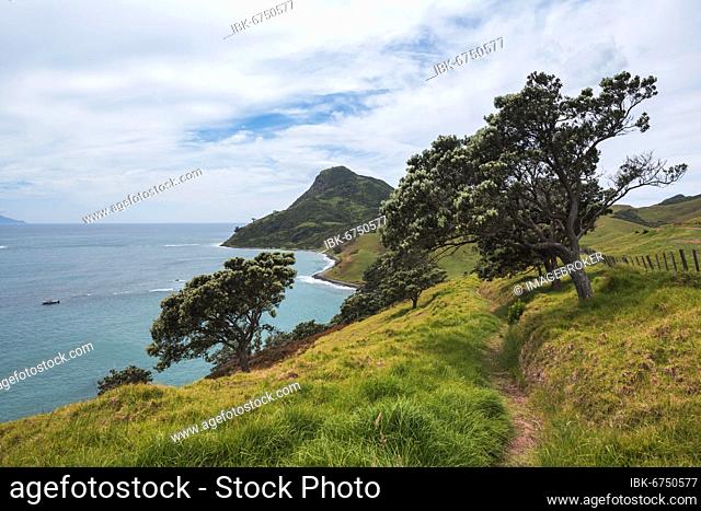 Beach view, Fletcher Bay, Coromandel, North Island, New Zealand, Oceania