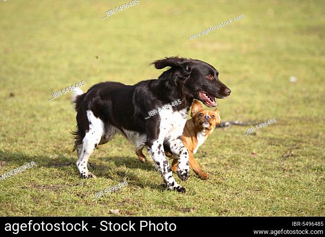Small Munsterlander and mixed breed dog, Small Munsterlander