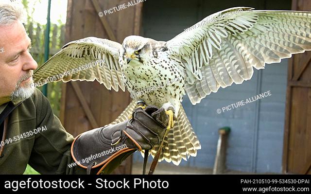 08 May 2021, Saxony-Anhalt, Wörlitz: Although no air shows are currently allowed to take place due to the pandemic, Saker Falcon Sahra has to keep to his...