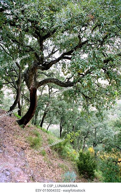 Cork tress forest in Espadan Castellon Spain, background