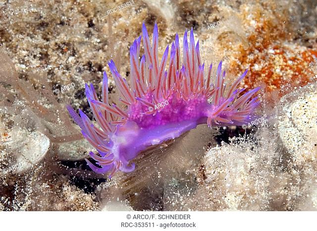 Nudibranch / (Flabellina affinis)