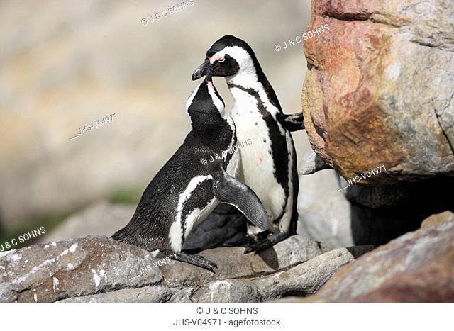 Jackass Penguin, Spheniscus demersus, Betty's Bay, South Africa, Africa, adult couple courting on rock
