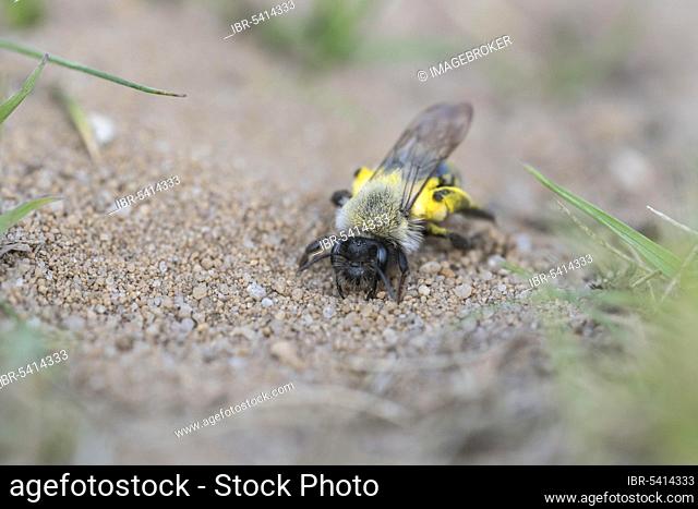 Solitary digger bee (Andrena vaga), Hanover, Lower Saxony, Germany, Europe