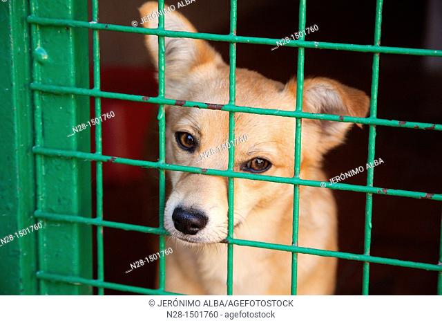Dog in a animal shelter