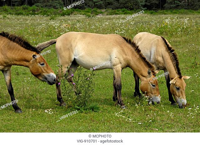 Przewalski-Pferd (Equus przewalskii) Przewalski Wild Hors ; Bayern, Bavaria, GERMANY, Germany - Tennenlohe, GERMANY / Germany, 18/08/2007