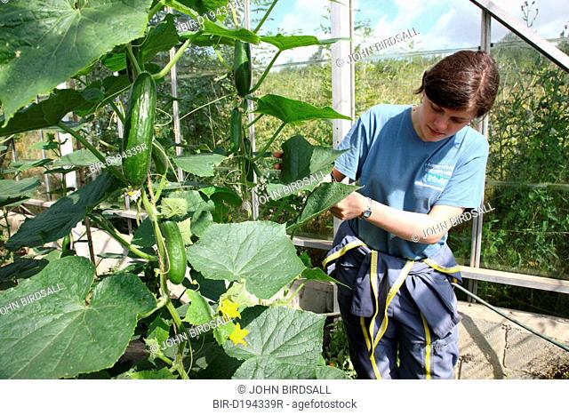 Trinity Organic Farm, Nottinghamshire - trainee gardener with cucumbers in polytunnel