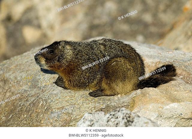 yellow-bellied marmot Marmota flaviventris, on rock, USA, Wyoming, Yellowstone NP