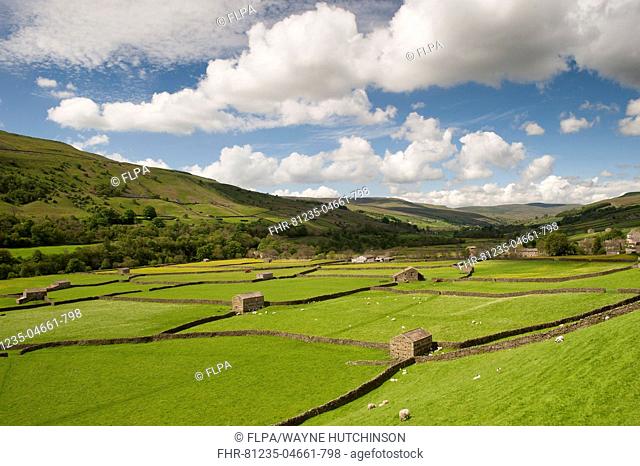 View of farmland with drystone walls, stone barns and sheep grazing in pasture, Gunnerside, Swaledale, Yorkshire Dales N.P