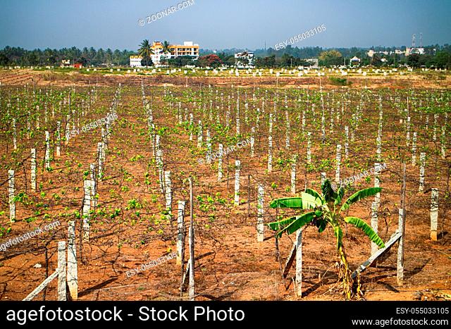 Wine in India. A young vineyard