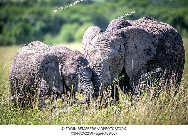 Two African bush elephants (Loxodonta africana), aka African savanna elephants nuzzle heads in Maasai Mara National Reserve , Kenya