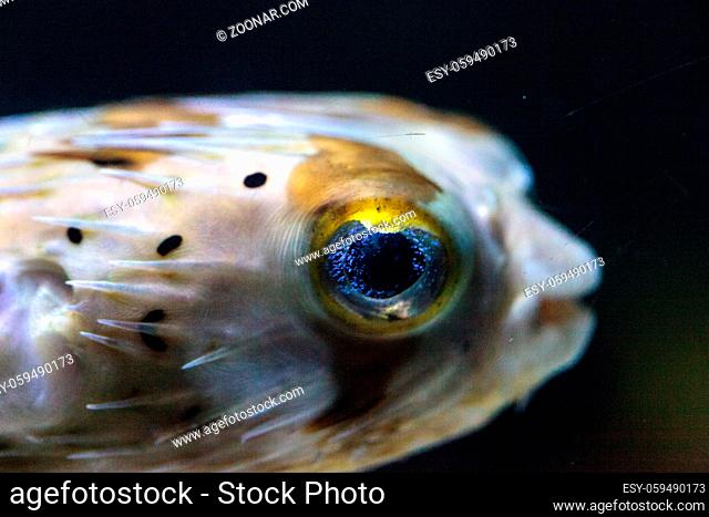 Spiny porcupinefish Diodon holocanthus has eyes that sparkle with blue flecks and skin with spines. This fish can be found in the Red Sea