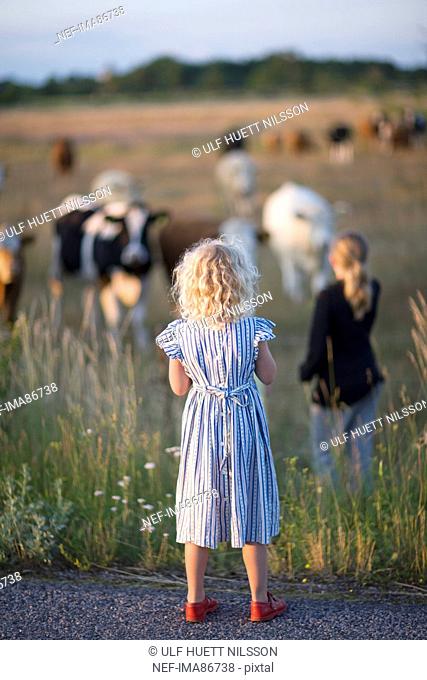 Two girls looking at cows on pasture