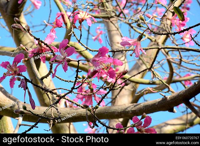 Pink flowers of Ceiba speciosa, silk floss tree, natural floral background