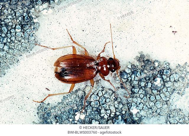 carabid beetle Leistus ferrugineus