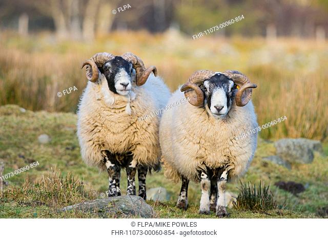 Domestic Sheep, Scottish Blackface, two rams, standing in pasture, Grampian Mountains, Aberdeenshire, Highlands, Scotland, February