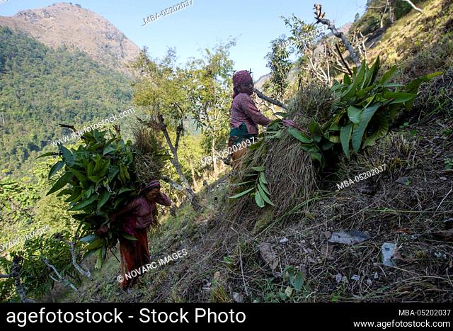 Village women collect tree leaves in the Anterior Himalayas, Nepal