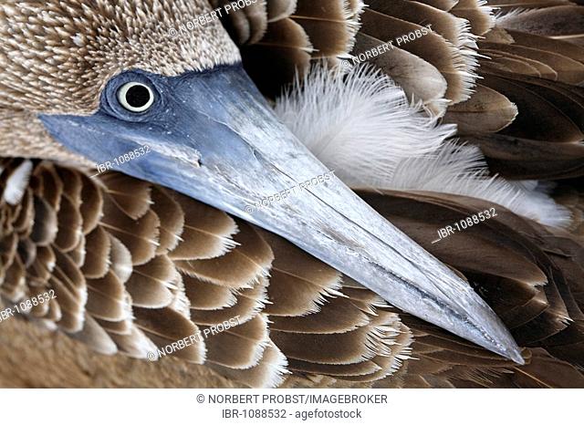 Juvenile Blue-footed Booby (Sula nebouxii) with its head on its feathers to sleep, North Seymour Island, Galapagos Archipelago, Ecuador, South America