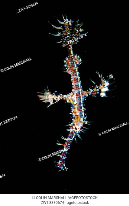 Ornate Ghost Pipefish (Solenostomus paradoxus, Solenostomidae famiily), Air Bajo dive site, Lembeh Straits, Sulawesi, Indonesia