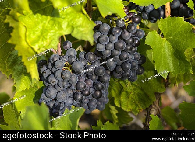 Grapes in vineyards before harvest in Beaujolais land in France