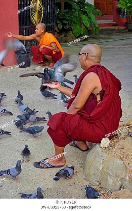 monks feeding pidgeons near Shwedagon Pagoda, Burma, Shan-Staat, Yangon