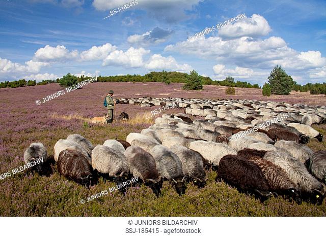 Heidschnucke, German Grey Heath. Shepherd with grazing sheep. Lueneburg Heath, Lower Saxony, Germany