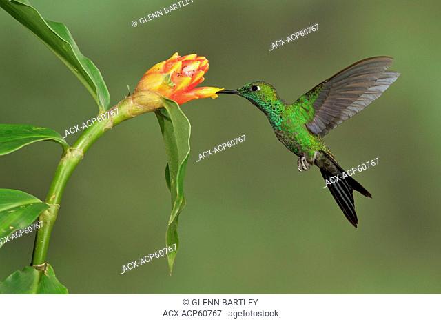 Green-crowned Brilliant Heliodoxa jacula flying and feeding at a flower in Costa Rica