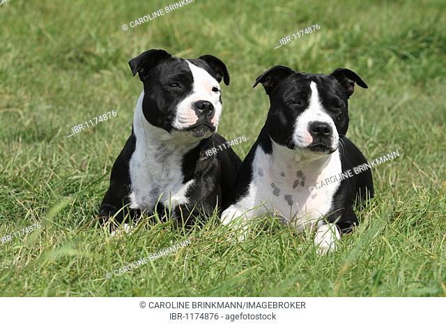 2 Staffordshire Bull Terrier bitches lie side by side on the meadow