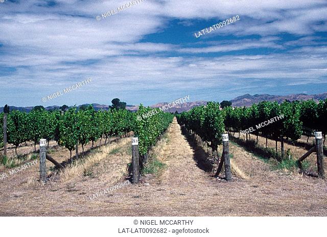 Marlborough region. Vineyard. Rows of vines in leaf. Wine growing area