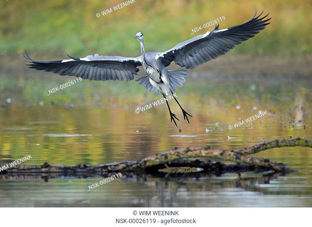 Grey Heron (Ardea cinerea) taking off from a branch in the water, The Netherlands