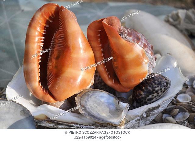 Dili (East Timor): shells on sale near Areia Branca's beach