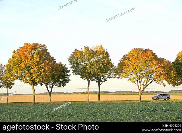 Tree-lined country road, Eure-et-Loir department, Centre-Val-de-Loire region, France, Europe