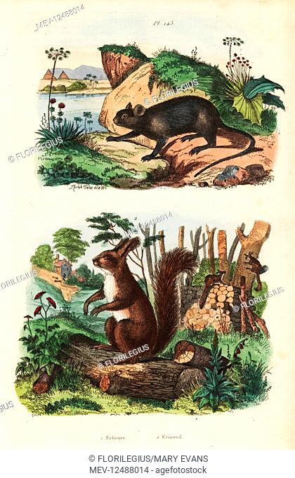 Spiny tree-rat, Echimys chrysurus 1, and Eurasian red squirrel, Sciurus vulgaris 2. Echimys, ecureuil. Handcoloured steel engraving drawn and engraved by Adolph...