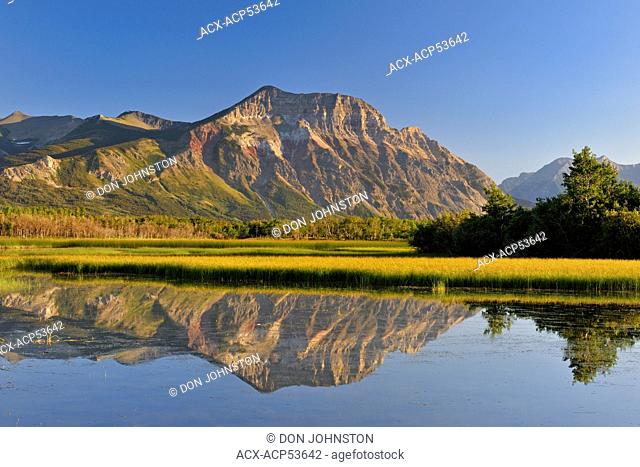 Maskinonge Ponds with reed beds and reflections of Vimy Ridge, Waterton Lakes National Park, Alberta, Canada