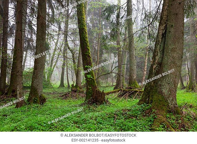 Riparian stand in springtime with fresh green bottom, Bialowieza Forest, Podlasie Province, Poland