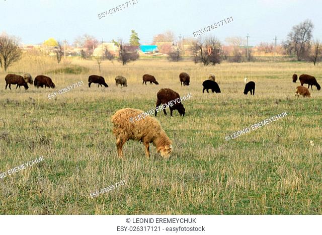 Sheep in the pasture. Grazing sheep herd in the spring field near the village. Sheep of different breeds