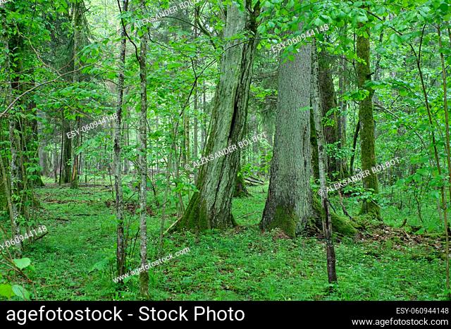 Deciduous stand with hornbeams and spruce tree in springtime, Bialowieza Forest, Poland, Europe