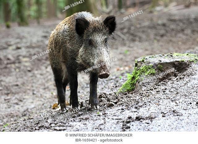 Wild Boar (Sus scrofa), Vulkaneifel, Rhineland-Palatinate, Germany, Europe